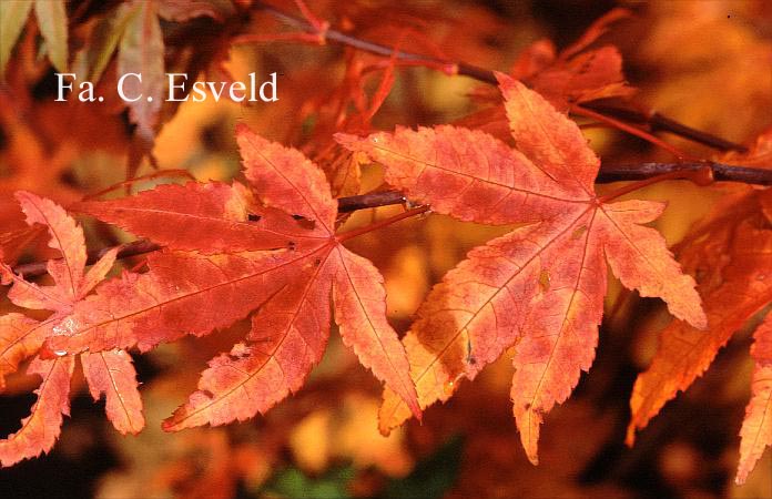 Acer palmatum 'Westonbirt Orange'