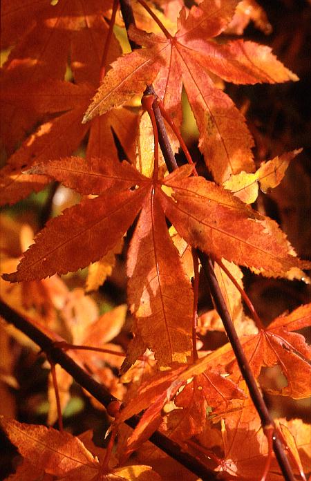 Acer palmatum 'Westonbirt Orange'