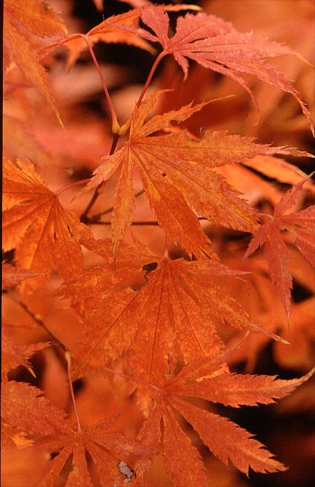 Acer palmatum 'Fukuya'