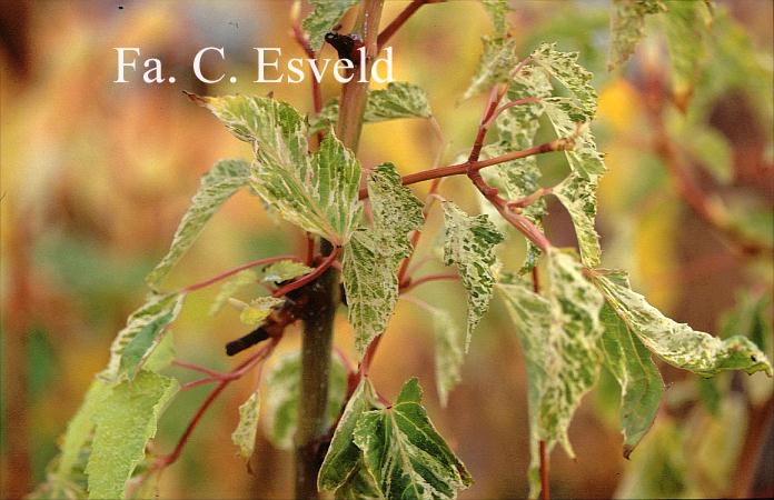 Acer rubescens 'Yakushima nishiki'