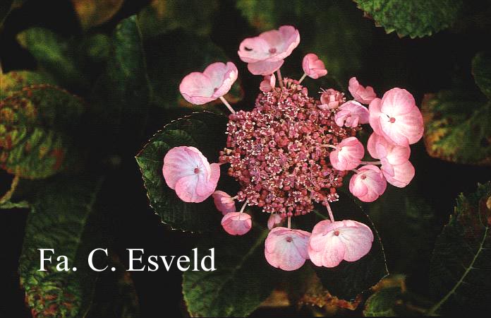 Hydrangea macrophylla 'Sheila'