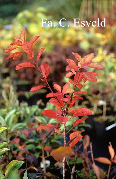 Cotinus obovatus