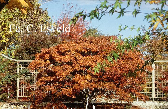 Acer palmatum 'Rubrum'