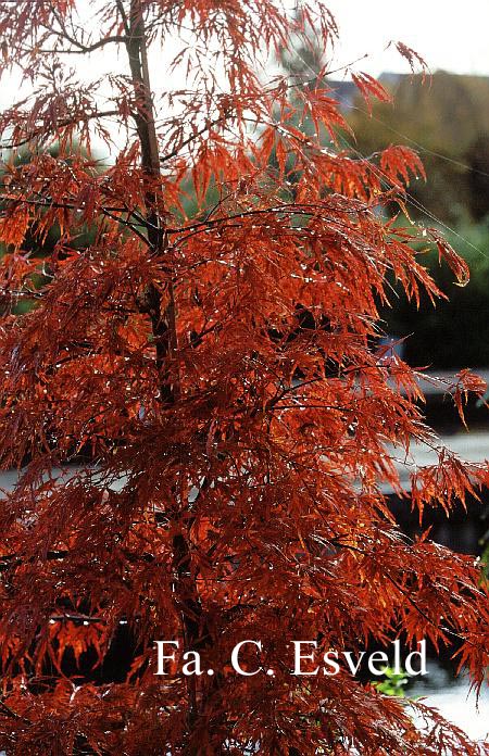 Acer palmatum 'Autumn Fire'