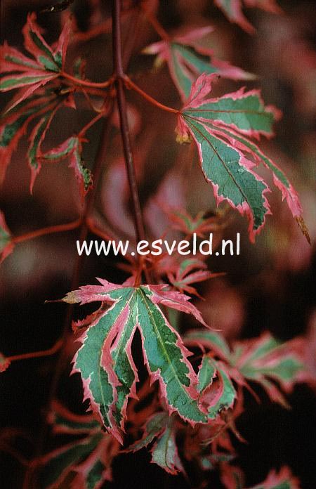 Acer palmatum 'Marlo'