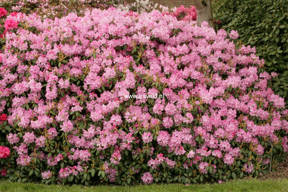 Rhododendron 'Gartendirektor Glocker'