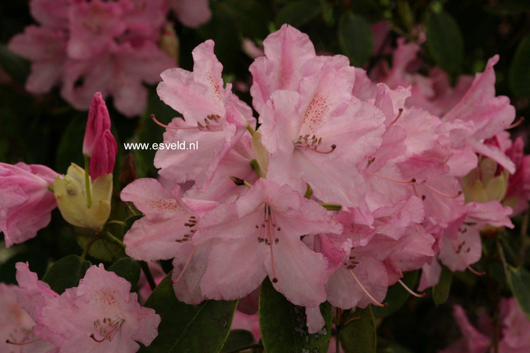 Rhododendron 'Osmar'