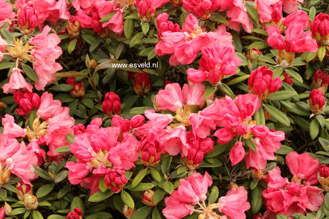 Rhododendron 'Shrimp Girl'