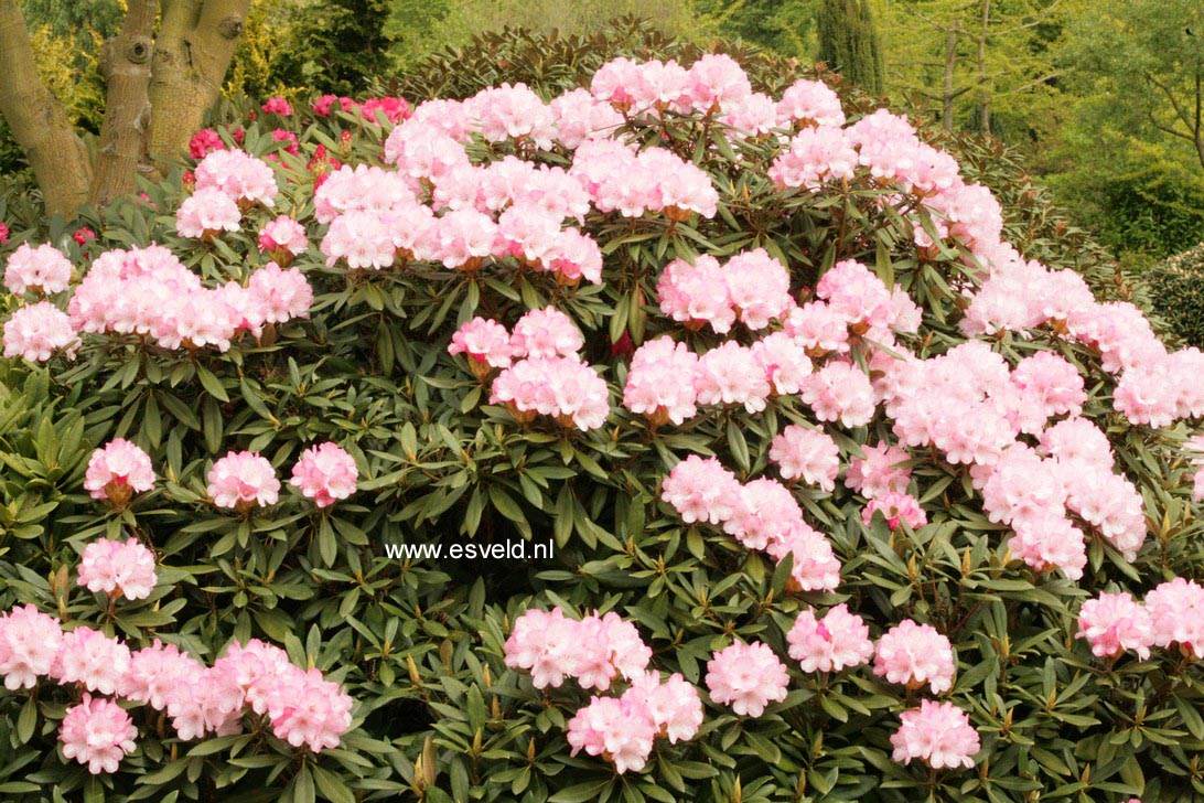 Rhododendron 'Love Song'