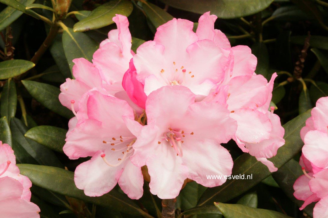 Rhododendron 'Love Song'