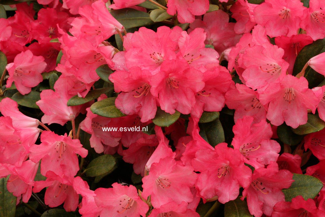 Rhododendron 'Lampion'