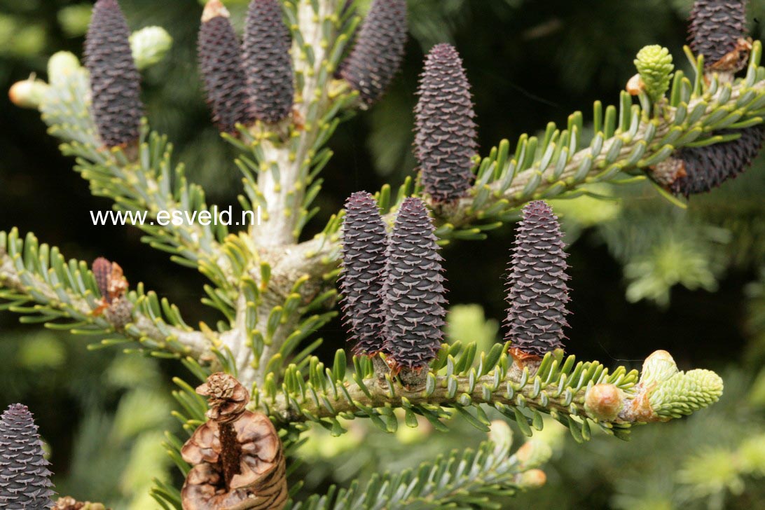 Abies koreana 'Piccolo'