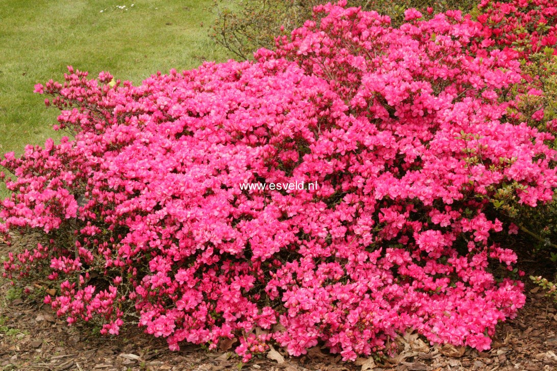 Azalea 'Granada'