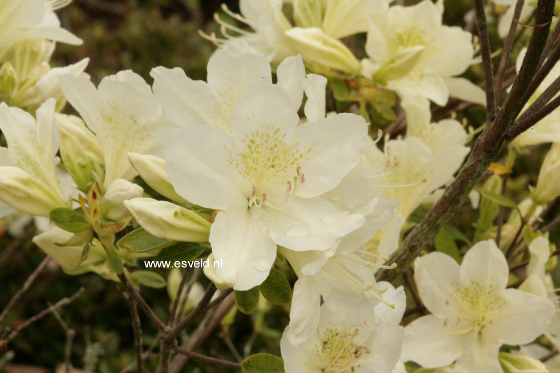 Azalea 'White Lady'