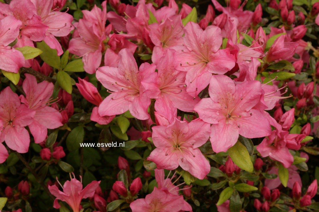 Azalea 'Helena'