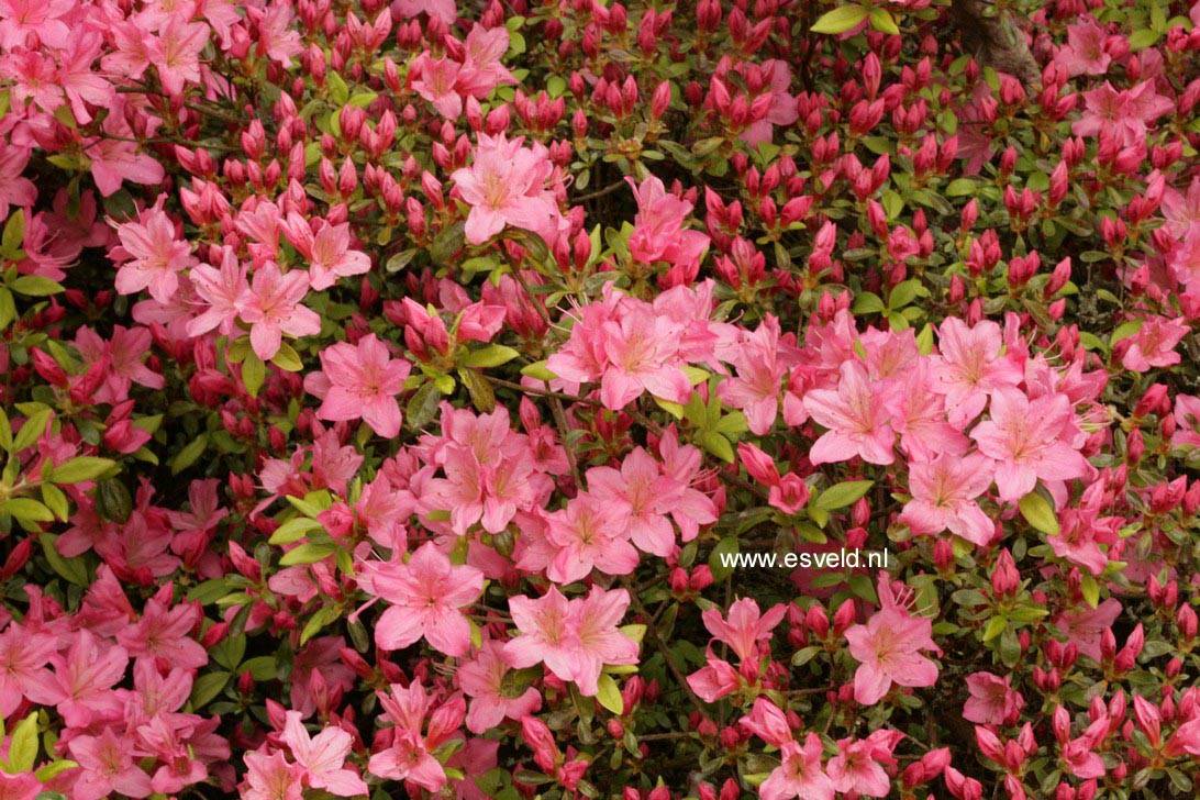 Azalea 'Helena'