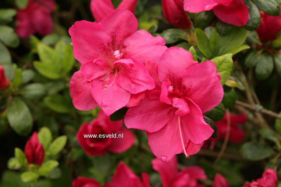 Azalea 'Tornella'