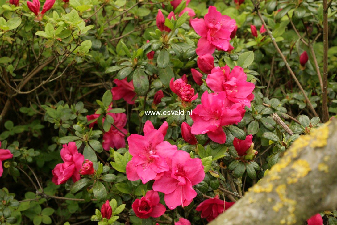 Azalea 'Tornella'