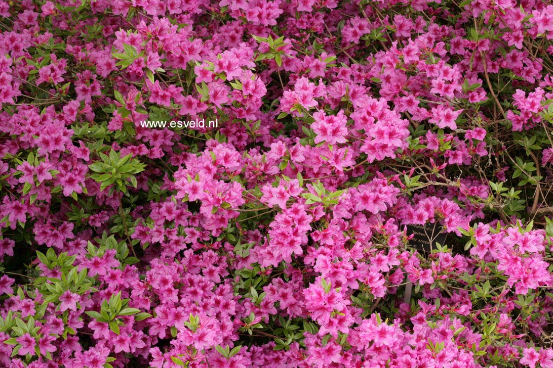 Azalea 'Herbert'