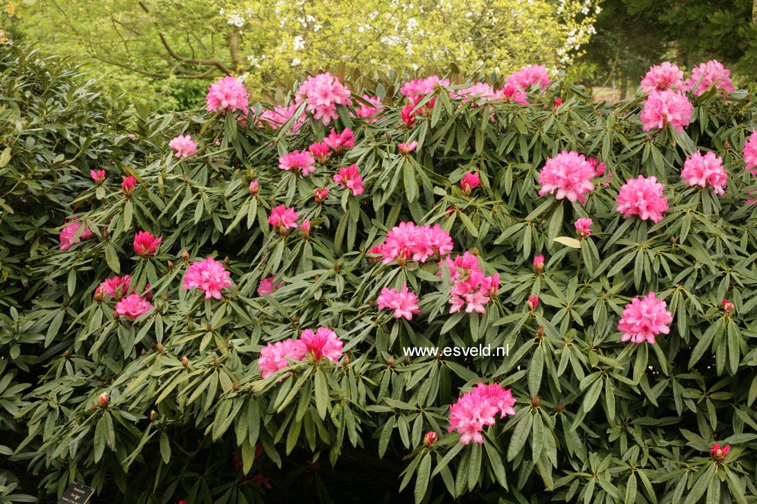 Rhododendron 'Rosa Perle'