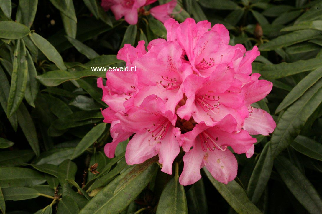 Rhododendron 'Rosa Perle'