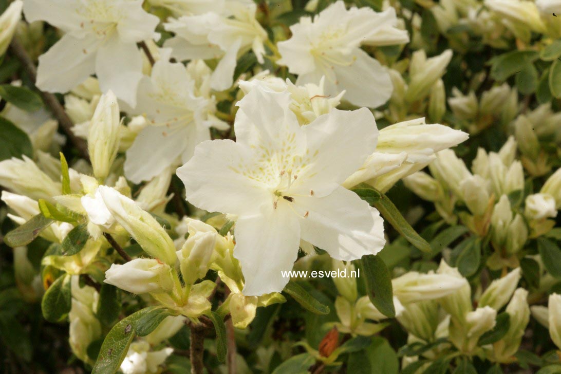 Azalea 'Adonis'