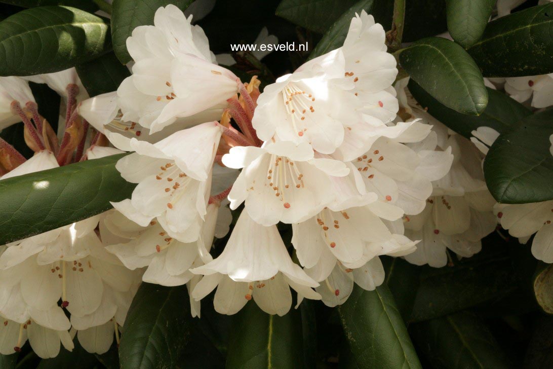 Rhododendron 'Great Dane'