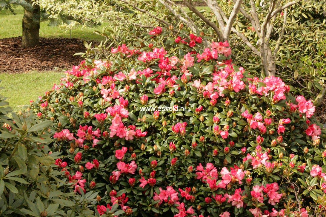 Rhododendron 'Bambi'