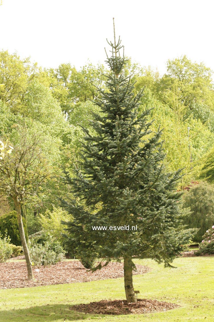 Abies lasiocarpa 'Argentea'