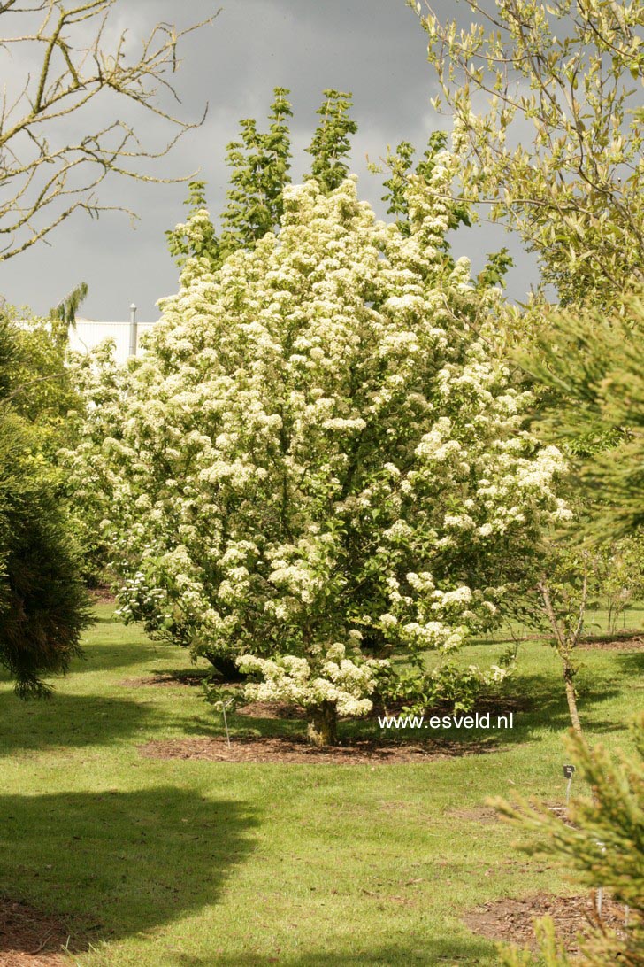 Viburnum sieboldii