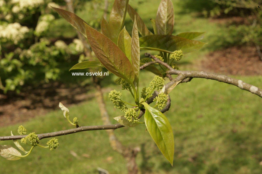 Nyssa sinensis 'Jim Russell'