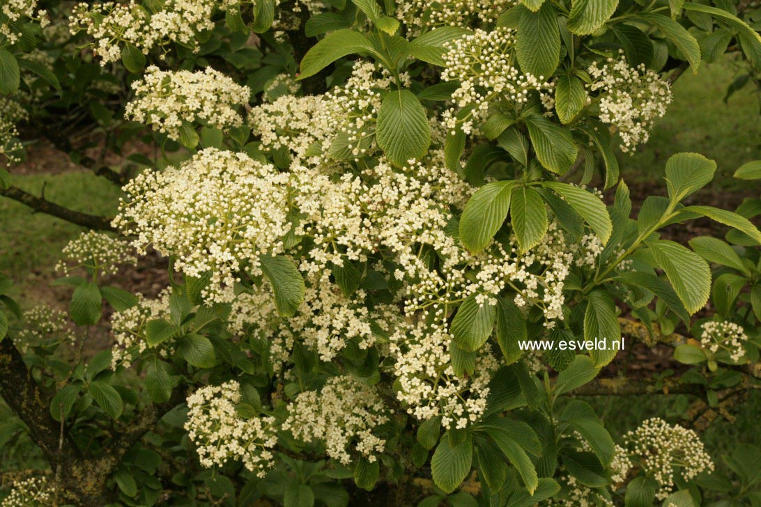 Viburnum sieboldii