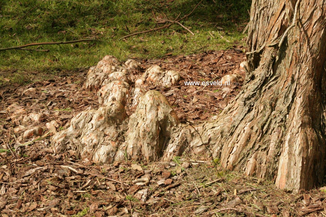 Taxodium distichum