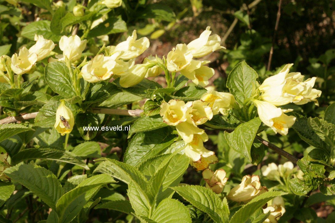 Weigela middendorffiana