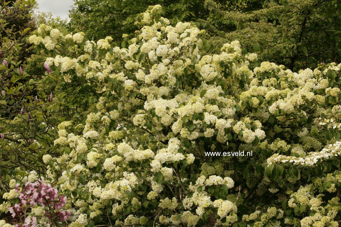 Viburnum plicatum 'Newport'