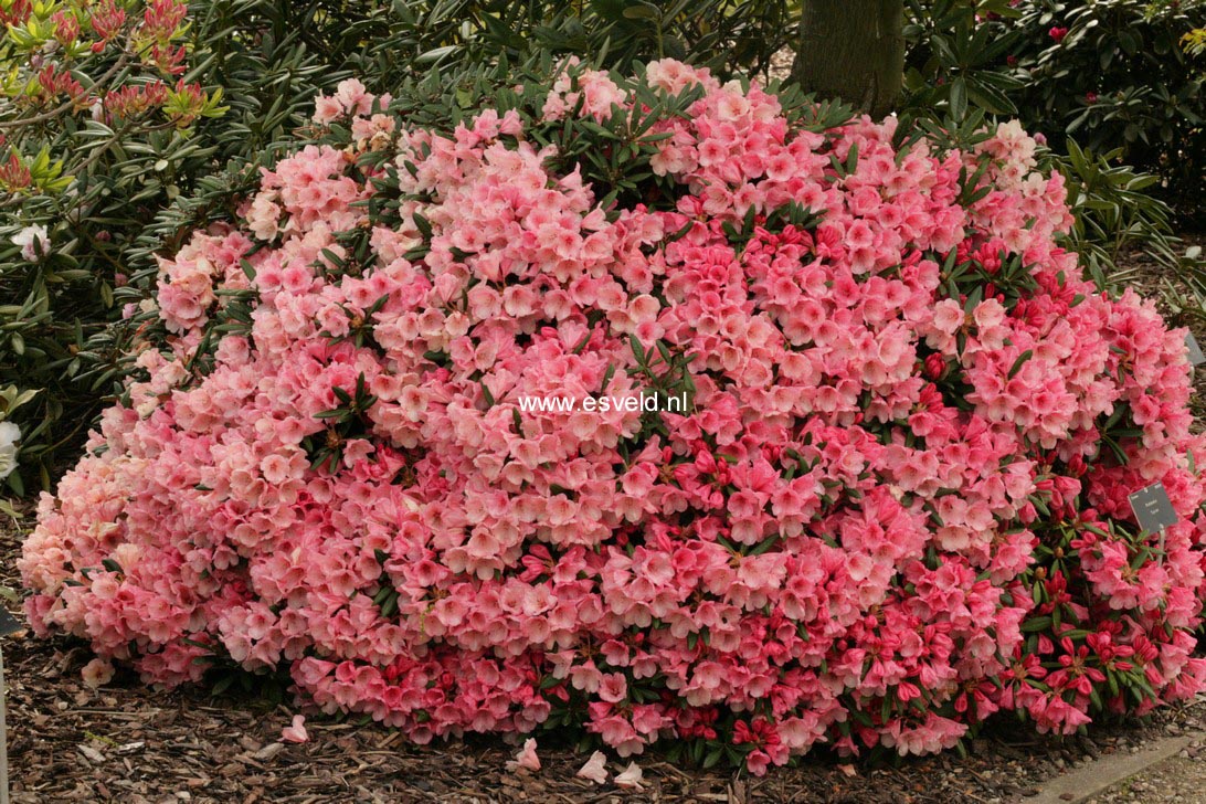 Rhododendron 'Cup Cake'