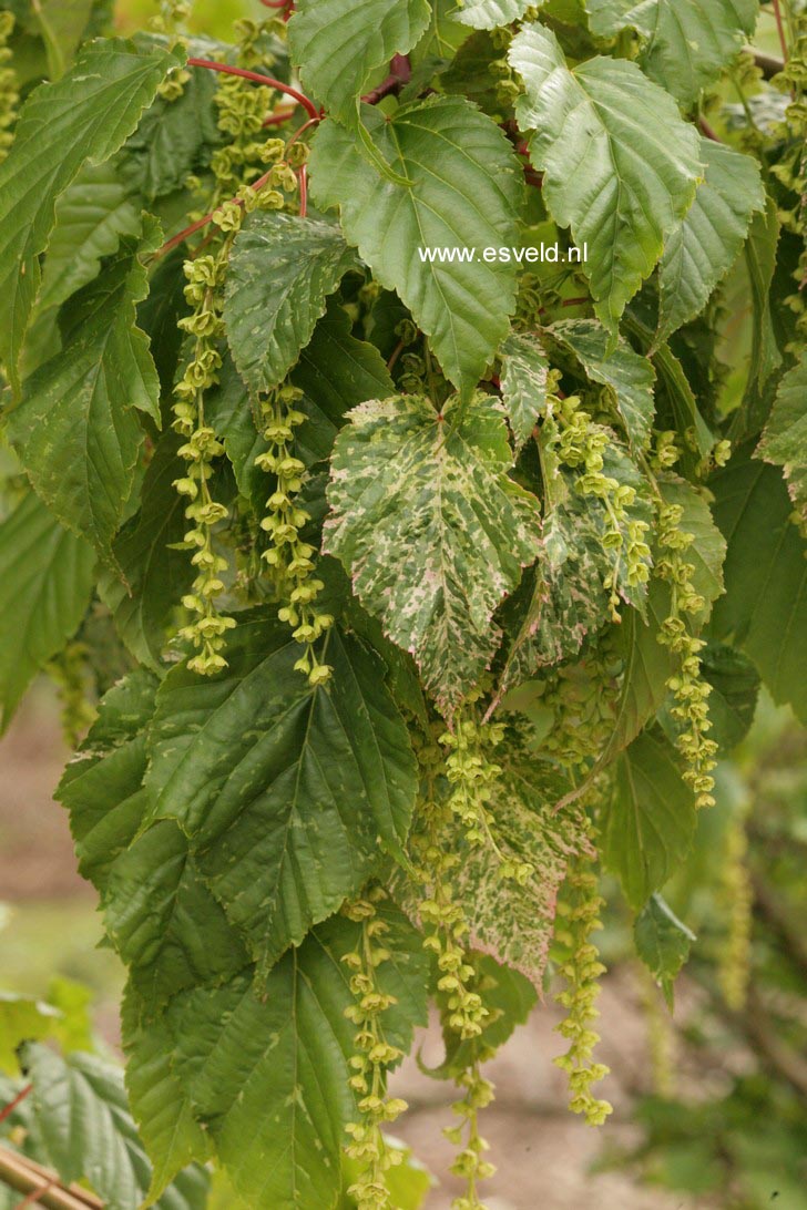 Acer rubescens 'Silver Cardinal'