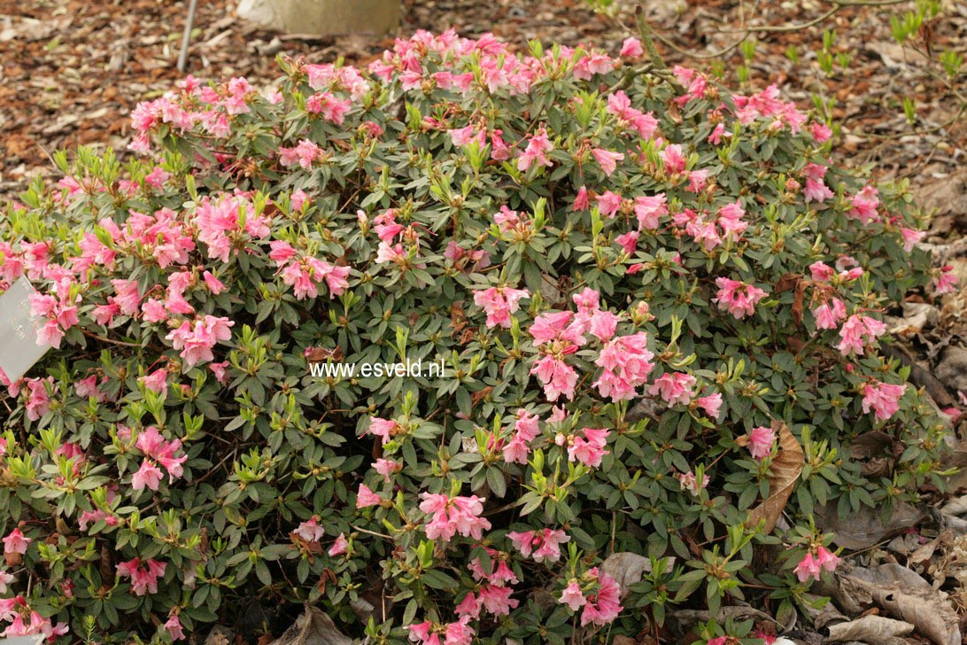 Rhododendron 'Wee Bee'