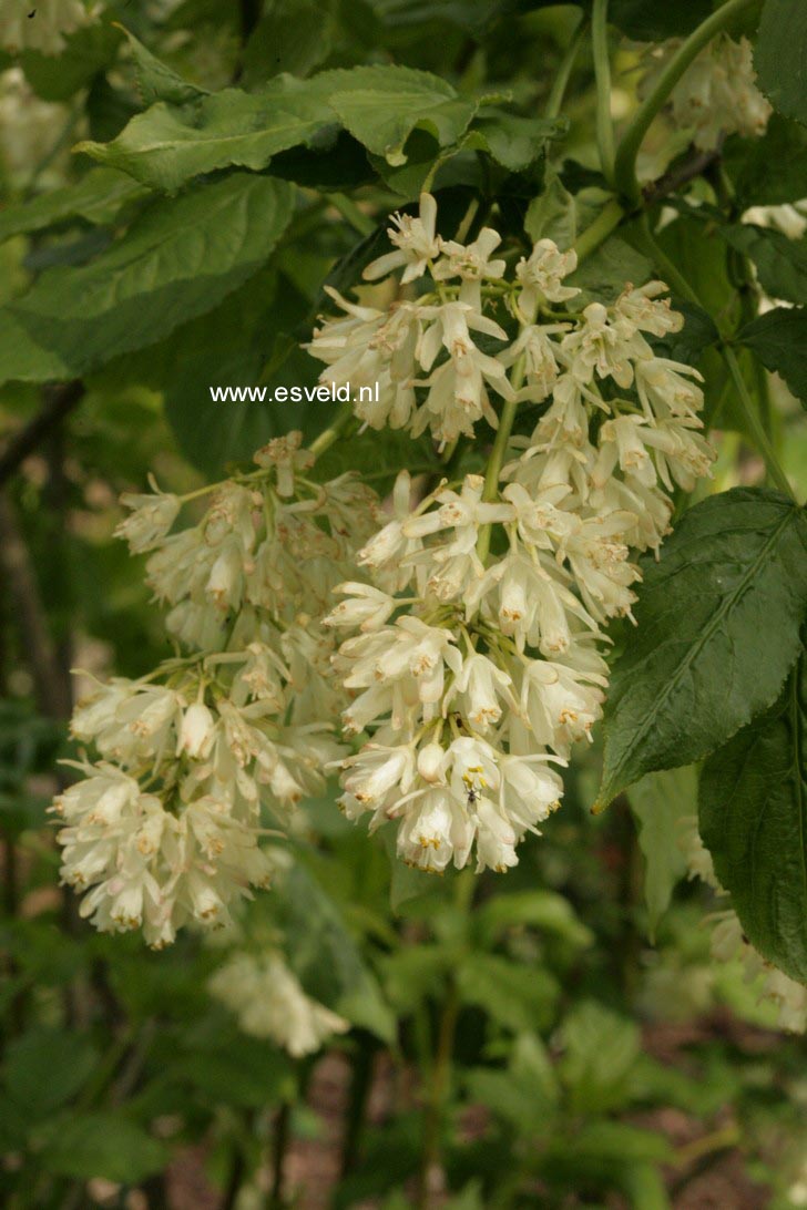 Staphylea colchica