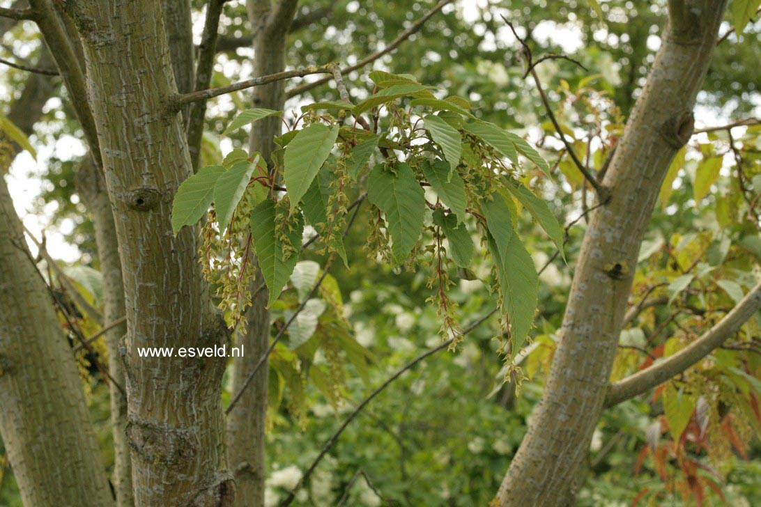 Acer davidii 'Rosalie'