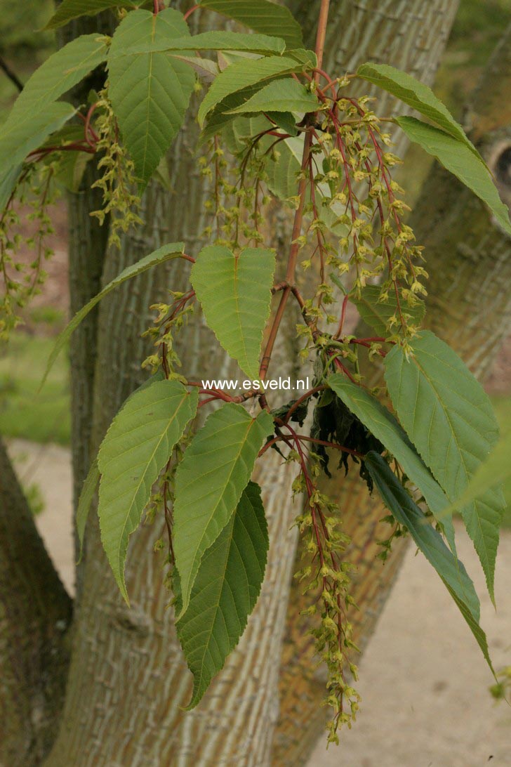 Acer davidii 'Rosalie'