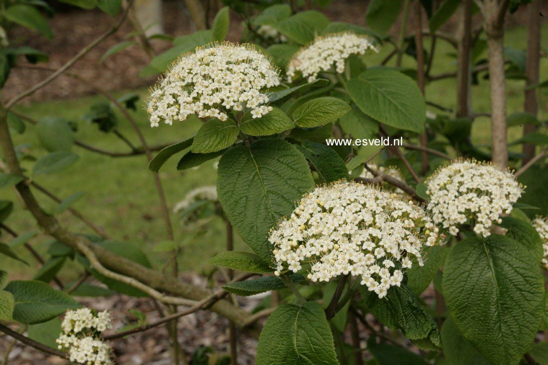 Viburnum lantana