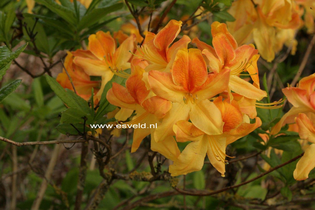 Azalea 'Golden Flare'