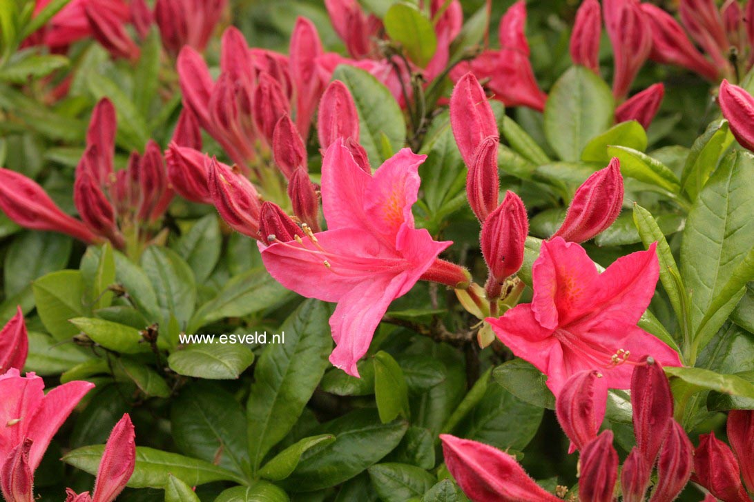 Azalea 'Jolie Madame'