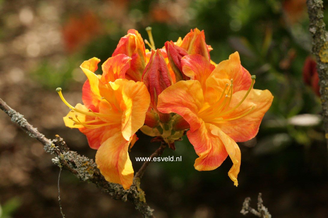 Azalea 'Annabelle'