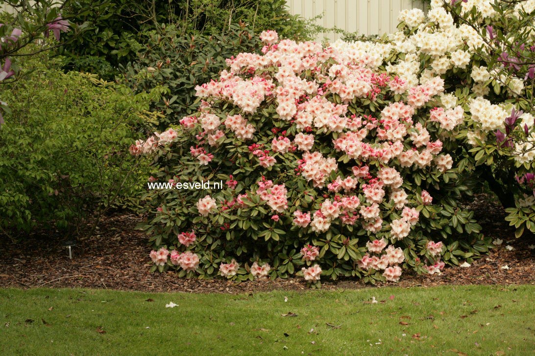 Rhododendron 'Virginia Richards'