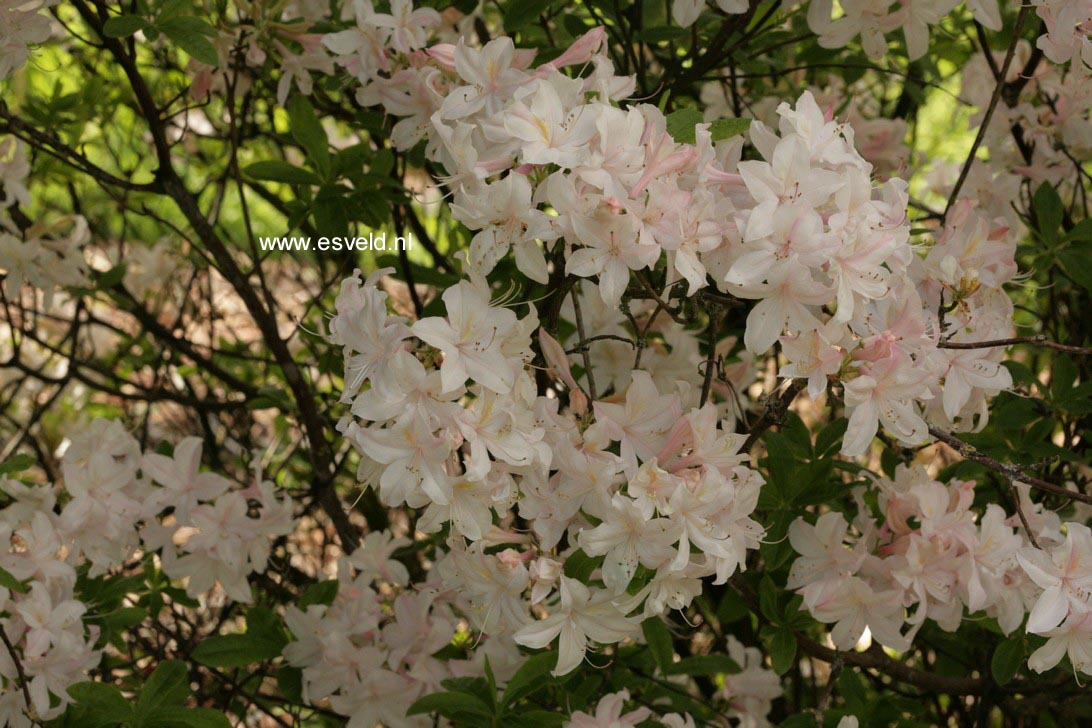 Azalea 'White Lights'