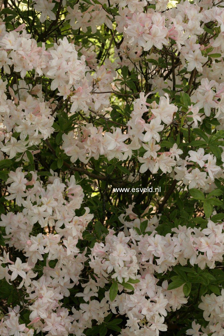 Azalea 'White Lights'