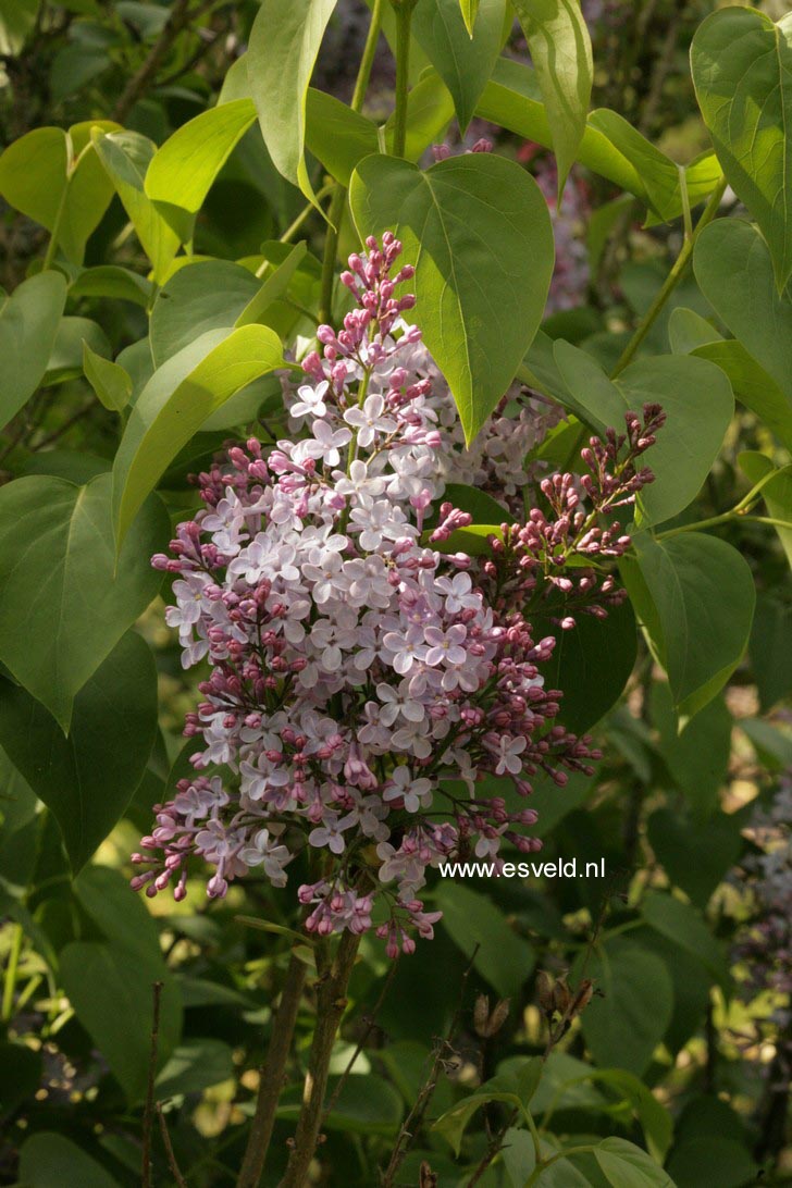 Syringa sweginzowii