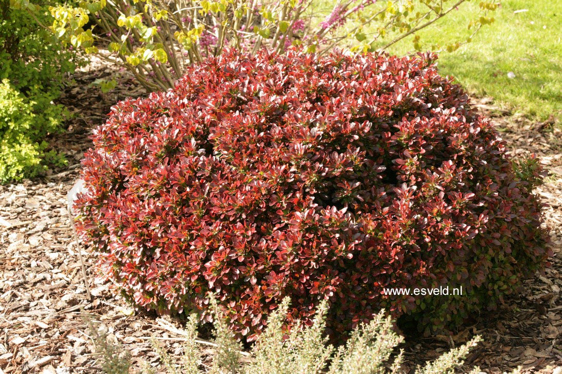 Berberis thunbergii 'Bagatelle'